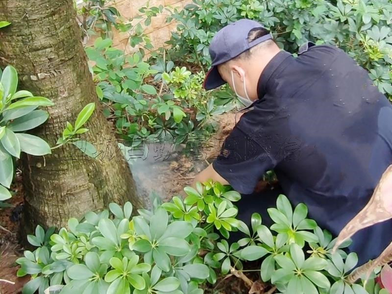 麻涌白蚁预防,东莞中堂装修预防白蚁中心,万江家庭白蚁防治