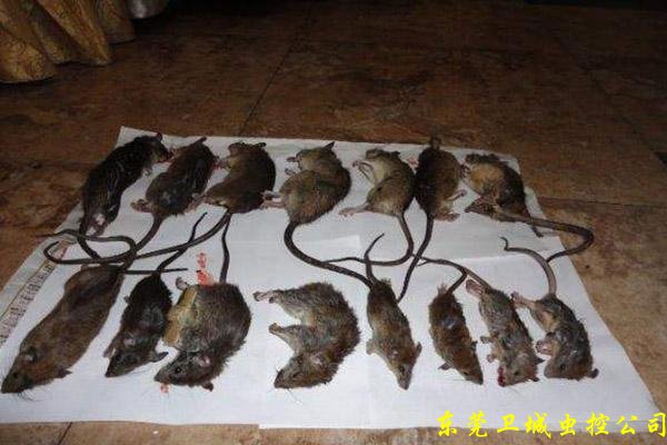 东莞樟木头专业灭鼠公司_樟木头灭鼠的最好方式就是对其进行计划生育